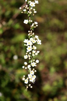 Symphoricarpos x chenaultii - pámelník chenaultův - květenství